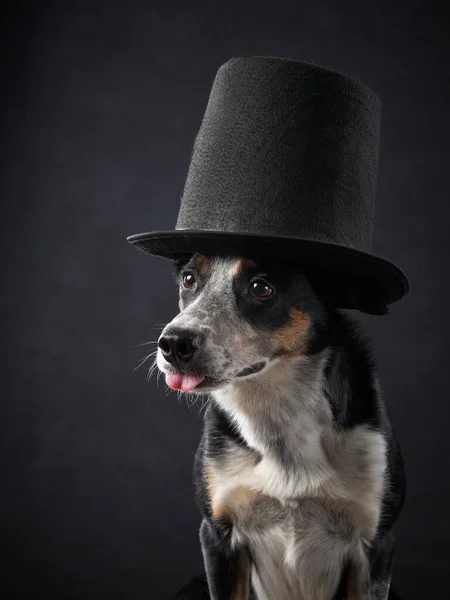 Divertido Perro Sombrero Copa Encantador Collie Fronterizo Mascota Estudio Negro —  Fotos de Stock