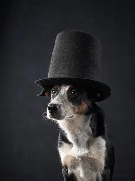 Divertido Perro Sombrero Copa Encantador Collie Fronterizo Mascota Estudio Negro —  Fotos de Stock