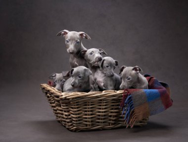 Sepette beş tazı yavrusu. Kahverengi tuval üzerinde tatlı köpekler