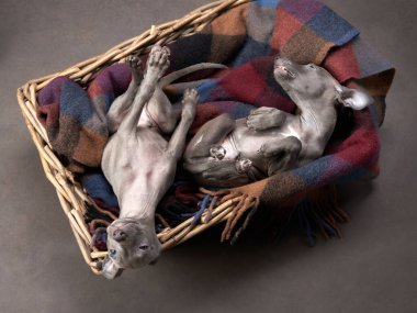 Sepette iki tazı yavrusu. Kahverengi tuval üzerinde tatlı köpekler