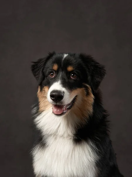 Pies Brązowym Tle Studio Tricolor Owczarek Australijski — Zdjęcie stockowe