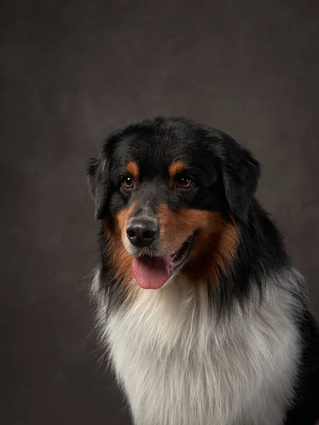 Cane Uno Sfondo Marrone Studio Pastore Australiano Tricolore — Foto Stock