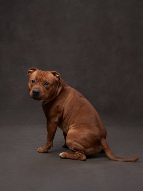 Kahverengi bir tuvalde güzel bir köpeğin portresi. Stamfordshire boğa teriyeri. Stüdyoda evcil hayvan, arka planda sanatsal fotoğraf.