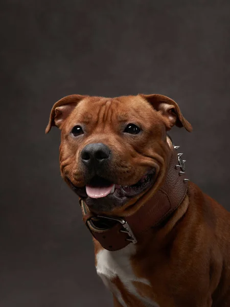 Kahverengi Bir Tuvalde Güzel Bir Köpeğin Portresi Stamfordshire Boğa Teriyeri — Stok fotoğraf