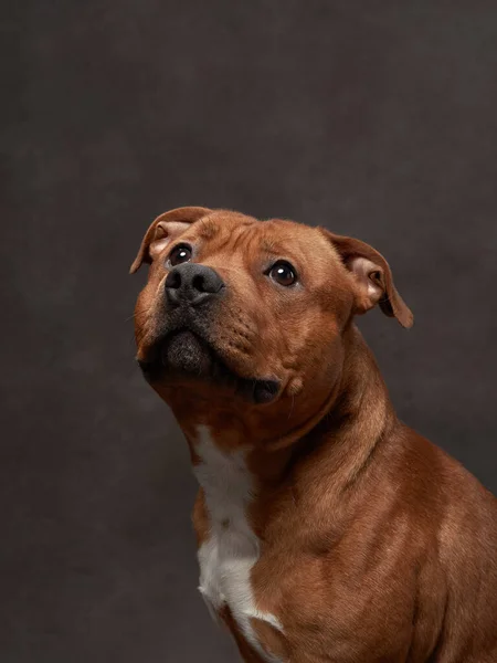 一只漂亮的狗在棕色帆布上的肖像 斯塔福德郡的公牛犬 摄影棚里的宠物 背景上的艺术照片 — 图库照片