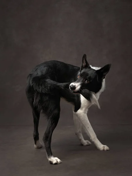 Dog Holding His Tail Portrait Black White Border Collie Brown — Stock Photo, Image