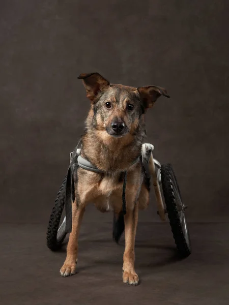 Behinderter Hund Auf Brauner Leinwand Rassemischung Rollstuhl Haustier Atelier Künstlerisches Stockbild