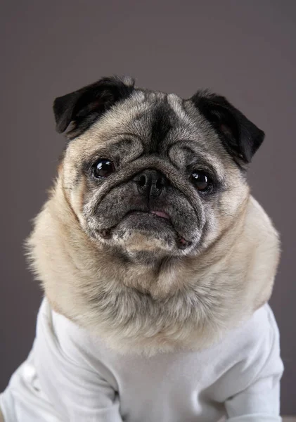 Perro Discapacitado Encantador Pug Sobre Fondo Oscuro Retrato Mascotas Estudio —  Fotos de Stock