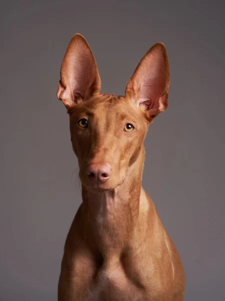 Cão Vermelho Com Focinho Engraçado Faraó Hound Cirneco Delletna Fundo — Fotografia de Stock