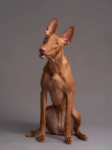 Roter Hund Mit Lustigem Maulkorb Pharao Hound Cirneco Delletna Auf — Stockfoto