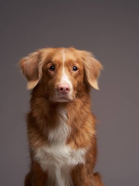 Gri arka planda bir Nova Scotia Duck Tolling Retriever portresi. Toller köpeği. 