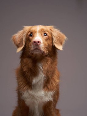Gri arka planda bir Nova Scotia Duck Tolling Retriever portresi. Toller köpeği. 