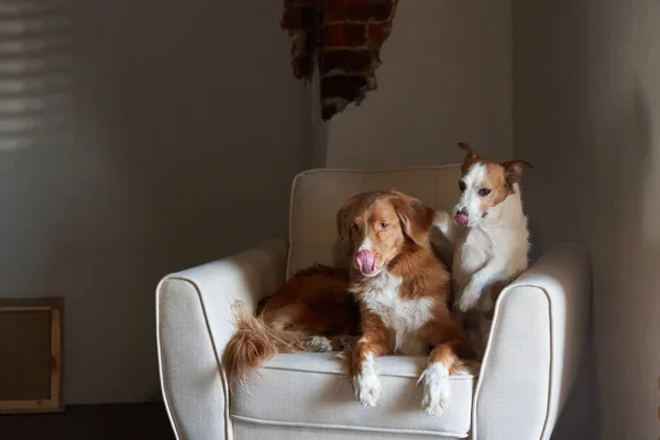 Dos Perros Una Silla Nova Scotia Pato Toller Retriever Jack — Foto de Stock