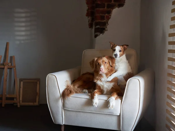 Zwei Hunde Auf Einem Stuhl Nova Scotia Ententoller Retriever Und — Stockfoto