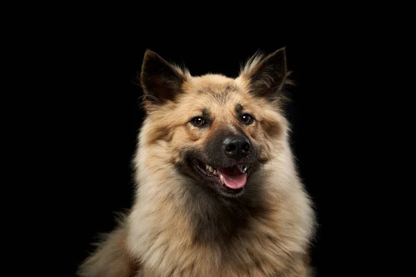 Portret Uroczego Kudłatego Psa Czarnym Tle Studio — Zdjęcie stockowe