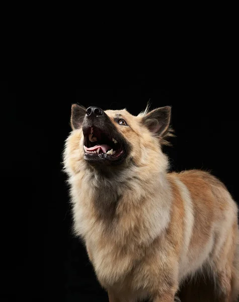 Porträt Eines Niedlichen Zotteligen Hundes Auf Schwarzem Hintergrund Studio — Stockfoto