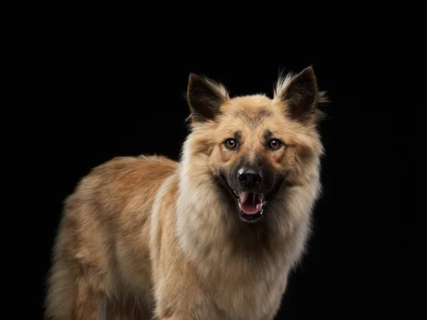 スタジオの黒い背景にかわいいシャギー犬の肖像画 — ストック写真