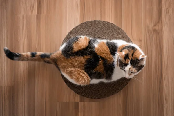 Cat is lying on a scratching post top view. Tricolor cat lying on a cardboard scratching post on the floor top view.