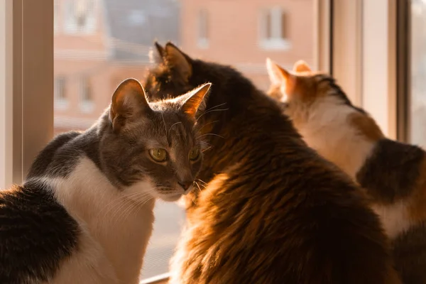 Três Gatos Olham Pela Janela Três Gatos Pôr Sol Sentam — Fotografia de Stock