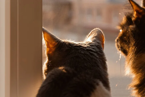 Kedi Pencereden Dışarı Bakar Gün Batımında Iki Kedi Pencere Eşiğinde — Stok fotoğraf