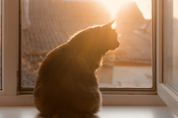 Kat Kijkt Uit Het Raam Bij Zonsondergang Kat Zonsondergang Licht — Stockfoto