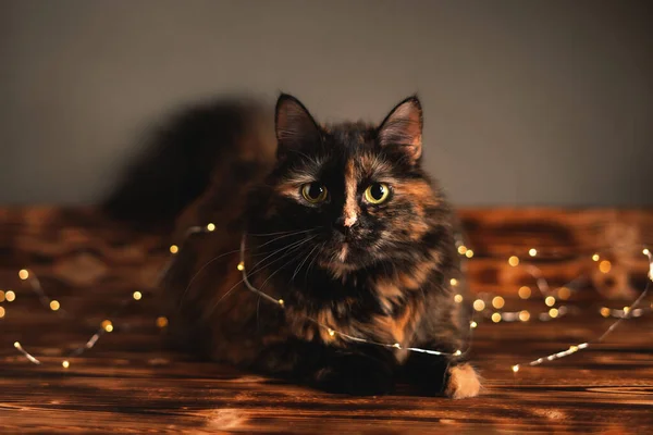 Eine Katze Mit Einer Girlande Auf Holzbrettern Weihnachtskatze — Stockfoto