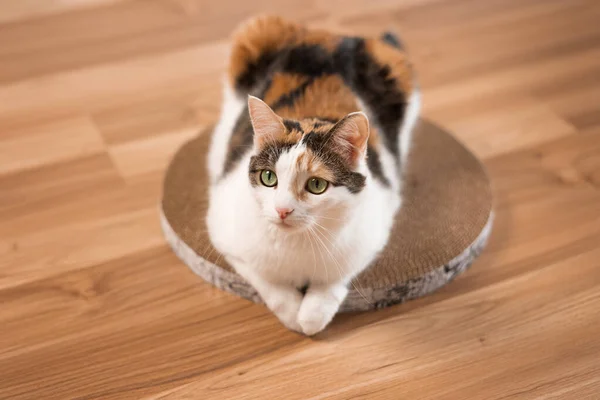 Cat is lying on a scratching post. A tricolor green-eyed cat lies on a cardboard scratching post on the floor.