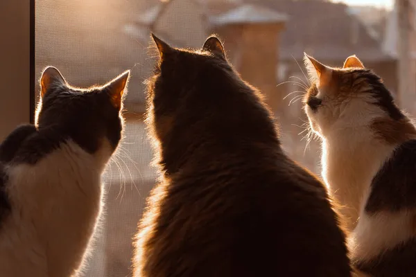 Drie Katten Kijken Uit Het Raam Drie Katten Het Zonsondergang — Stockfoto