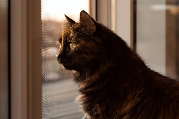 Kat Kijkt Uit Het Raam Bij Zonsondergang Kat Zonsondergang Licht — Stockfoto