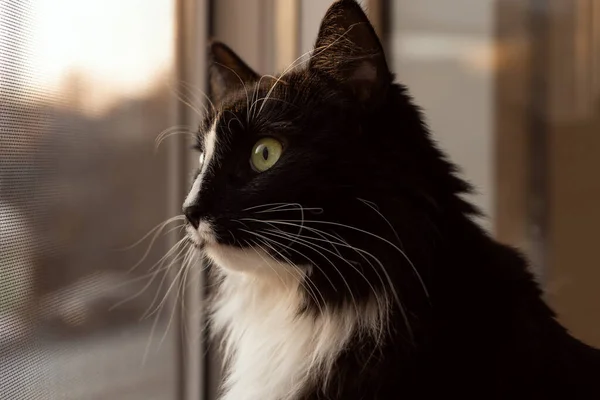 黑白相间的猫向窗外看去 夕阳西下 黑白相间的猫坐在窗台上 望着窗外 — 图库照片