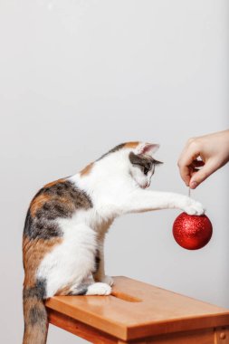 Çok renkli kedi Noel süslemesiyle oynuyor.
