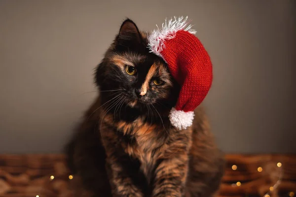 Kočka Vánočním Klobouku Věncem Vánoční Kočka — Stock fotografie