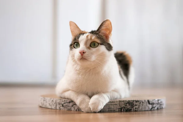 Cat is lying on a scratching post. A tricolor green-eyed cat lies on a cardboard scratching post on the floor.