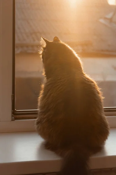Kat Kijkt Uit Het Raam Bij Zonsondergang Kat Zonsondergang Licht — Stockfoto