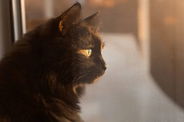 Cat Guarda Fuori Dalla Finestra Tramonto Gatto Nella Luce Del — Foto Stock