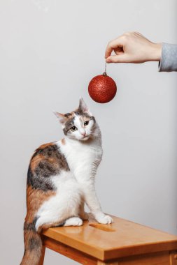 Çok renkli kedi Noel süslemesiyle oynuyor.