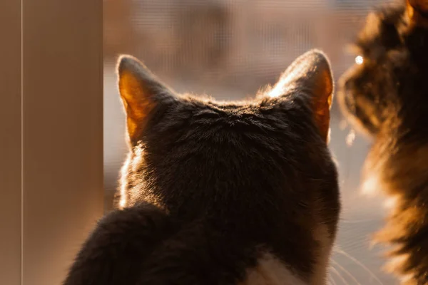 Kedi Pencereden Dışarı Bakar Gün Batımında Iki Kedi Pencere Eşiğinde — Stok fotoğraf