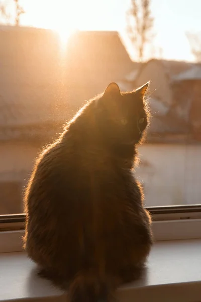 Kedi Pencere Pervazında Oturuyor Günbatımındaki Kedi Pencere Pervazında Oturur Arkasına — Stok fotoğraf