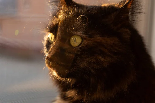 Γάτα Κοιτάει Έξω Από Παράθυρο Ηλιοβασίλεμα Γάτα Στο Φως Του — Φωτογραφία Αρχείου
