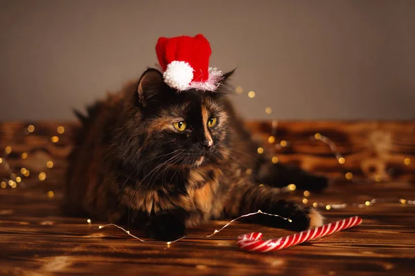 Unavená Kočka Vánočním Klobouku Věncem Lízátkem Dřevěných Prknech Vánoční Kočka — Stock fotografie