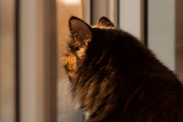 Kat Kijkt Uit Het Raam Bij Zonsondergang Kat Zonsondergang Licht — Stockfoto