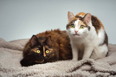 Bej bir battaniyenin üzerinde iki kedi merakla etrafa bakınıyor. Ekoseli kahverengi ve çok renkli bir kedi.