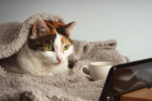 Çok renkli bir kedi bej bir battaniyenin altında uzanıyor ve akıllı telefondan bir video izliyor, yanında bir fincan var..