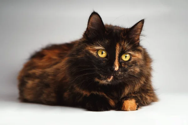 Eine Schöne Braun Gefleckte Katze Mit Gelben Augen Liegt Auf — Stockfoto