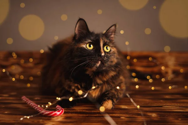 Zvláštní Kočka Věncem Cukrovou Třtinou Dřevěných Prknech Vánoční Kočka — Stock fotografie