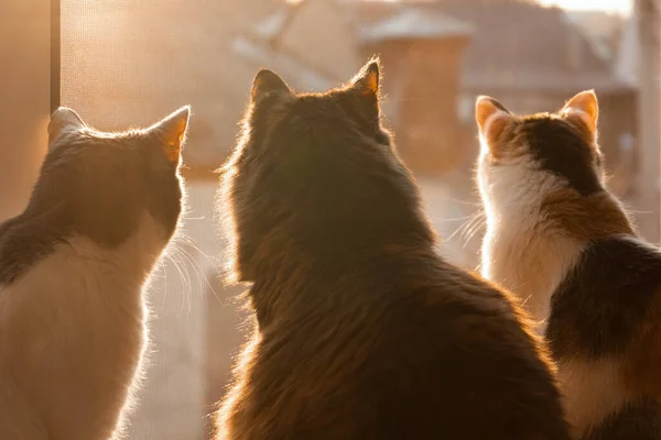 Drie Katten Kijken Uit Het Raam Drie Katten Het Zonsondergang — Stockfoto