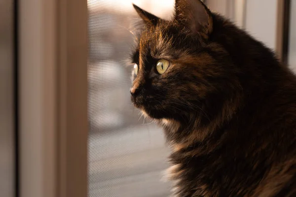 Gün Batımında Kedi Pencereden Dışarı Bakar Günbatımında Gün Batımında Pencerenin — Stok fotoğraf