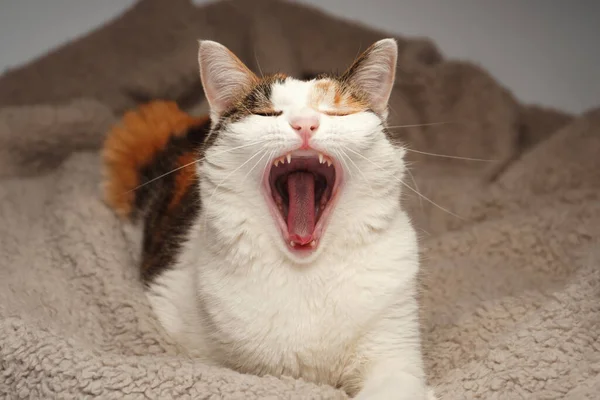 Gato Shorthair Multicolorido Encontra Cobertor Bege Fofo Bocejos Você Pode — Fotografia de Stock