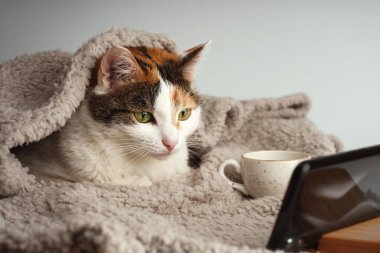 Çok renkli bir kedi bej bir battaniyenin altında uzanıyor ve akıllı telefondan bir video izliyor, yanında bir fincan var..