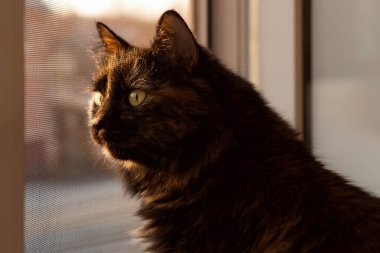 Gün batımında kedi pencereden dışarı bakar. Günbatımında gün batımında pencerenin kenarında oturan ve pencereden dışarı bakan kedi..
